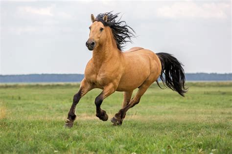 Quanto é Um Cavalo