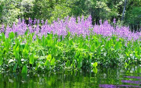 Discover The Beauty And Role Of Native Aquatic Plants In Your Own