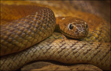 The Fierce Snake Western Taipan Oxyuranus Microlepidotus Flickr