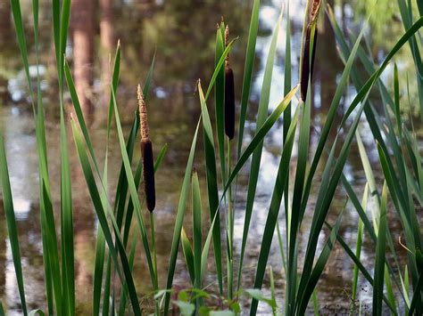 Common Reed Nature Swamp · Free Photo On Pixabay