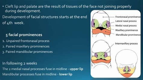 Principles Of Cleft Lip And Palate Formation