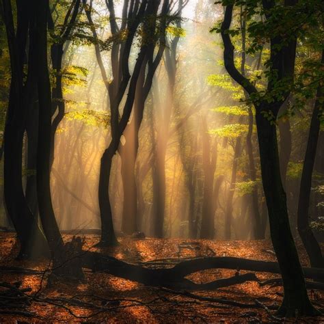 Mystic Forest Netherlands By Jean Francois Chaubard On 500px Forest