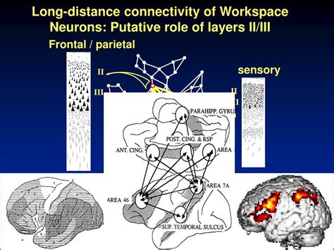 ppt cerebral bases of masked priming and the neuronal workspace hypothesis stanislas dehaene