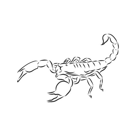 Boceto Dibujado A Mano De Escorpión Ilustración De Vector De Escorpión