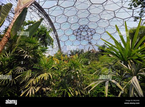 Inside The Tropical Dome At The Eden Project Stock Photo Alamy