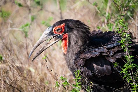 Southern Ground Hornbill In Kruger National Park In South Africa