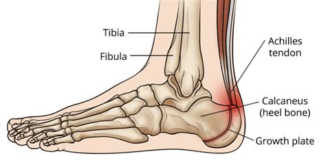 Topographical Anatomy Of The Foot And Ankle Lateral Aspect And Nerves