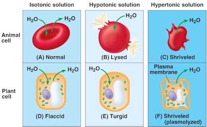 The three possible tonicities of an animal cell source: tonicity - DriverLayer Search Engine