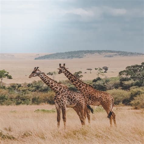Tanzania Articles From Simply Luxury Holidays Discovery Hub