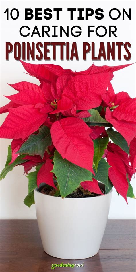 10 Best Tips On Caring For Poinsettia Plants In 2021 Poinsettia Plant
