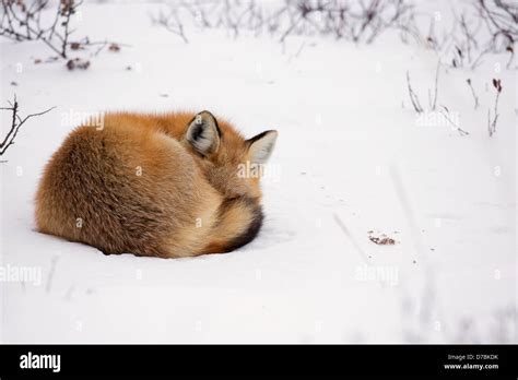 Red Fox Sleeping In The Snowchurchill Manitoba Canada Stock Photo Alamy