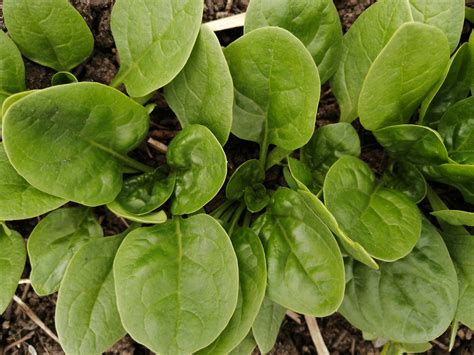 Baby Spinach - Common Roots Urban Farm