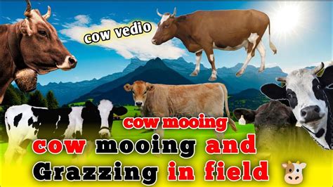 Cow Video 🐮🐄 Cows Mooing And Grazing In A Field 🐄🐮 Youtube