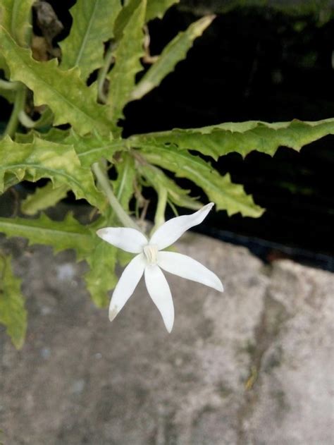 Menakjubkan 20 Foto Bunga Warna Putih Gambar Bunga Hd
