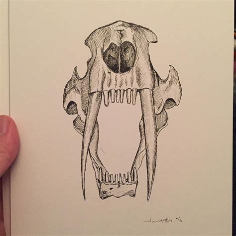 Saber Tooth Tiger Skull Drawing Disneyworldminnievans