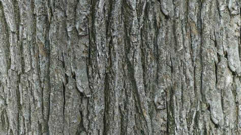 Pbr Tree Bark 18 8k Seamless Texture 5 Variations Flippednormals