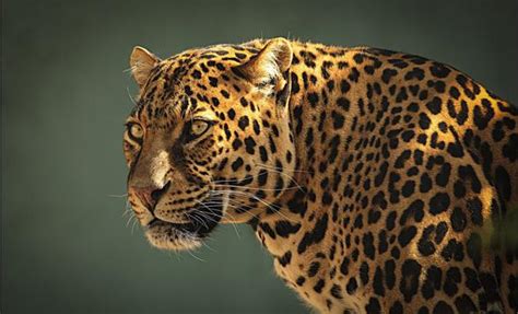Jaguar A Strong Wild Cat