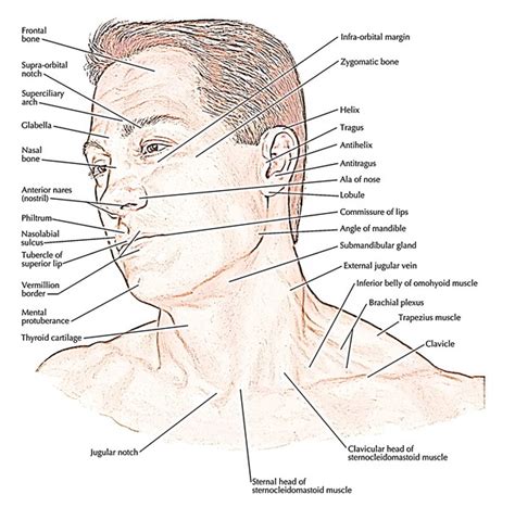 Anatomy And Regions Of Head Earths Lab