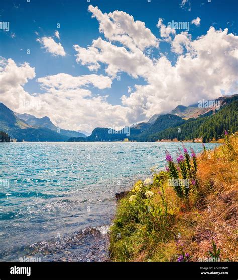 Summer Sunny View In Swiss Alps Colorful Outdoor Scene On Sils Lake