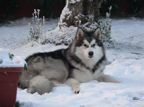 7 Jenis Anjing yang Mirip Serigala | KASKUS