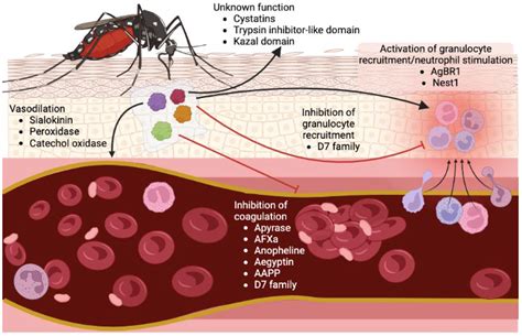 Pathogens Free Full Text Mosquito Salivary Proteins And Arbovirus