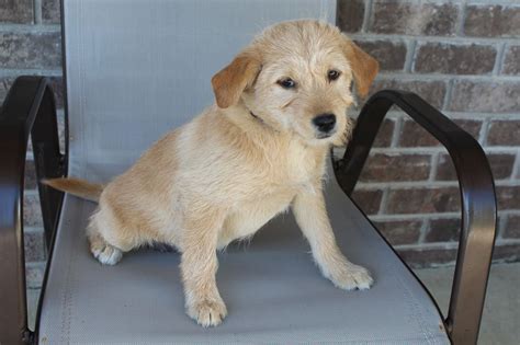 Tammy Poodle Shiba Inu Mix Puppy For Sale In New Haven Indiana Vip