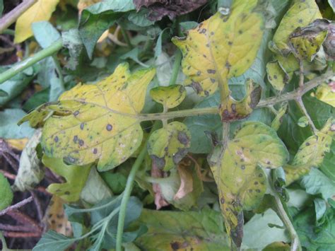 Vegetables Sudden Outbreak Of Yellow Leaves On Tomato