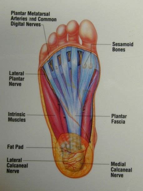Diagram Showing Parts Of The Foot Human Anatomy Picture Anatomy