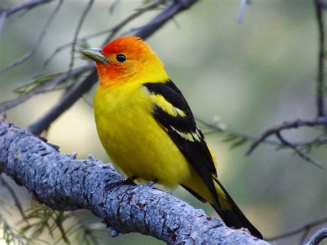 Geotrippers California Birds Bird Of The Day Western Tanager Along