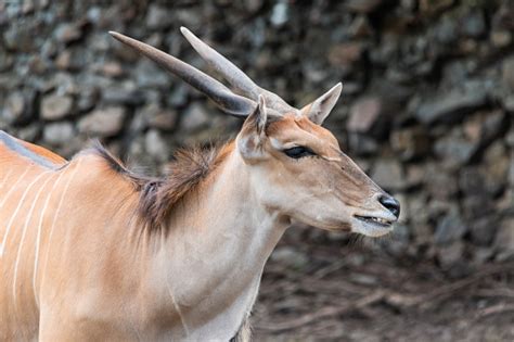 To get started, lets cover some important facts about african antelopes. Common Eland Is The Largest Of The African Antelope ...