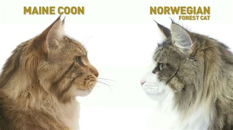 Gatto Norvegese Vs Maine Coon Differenze Il Mio Gatto è Leggenda