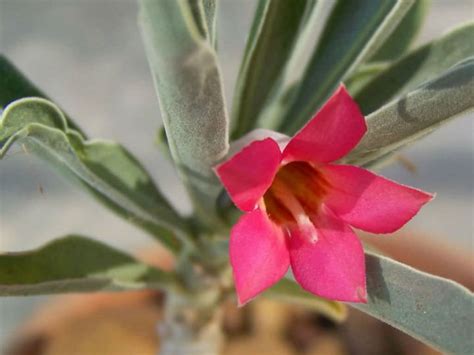 Adenium Obesum Subsp Oleifolium Desert Rose World Of Succulents