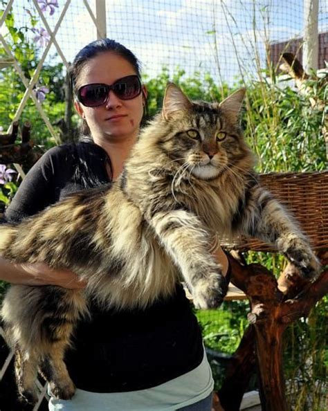 Find maine coon kittens in canada | visit kijiji classifieds to buy, sell, or trade almost anything! Maine Coon Kittens For Sale - Kittens | Cat family ...