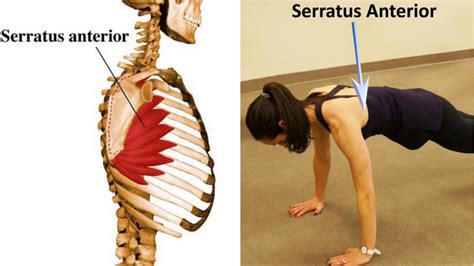 The Most Neglected Muscle During Exercise The Serratus Anterior Artofit