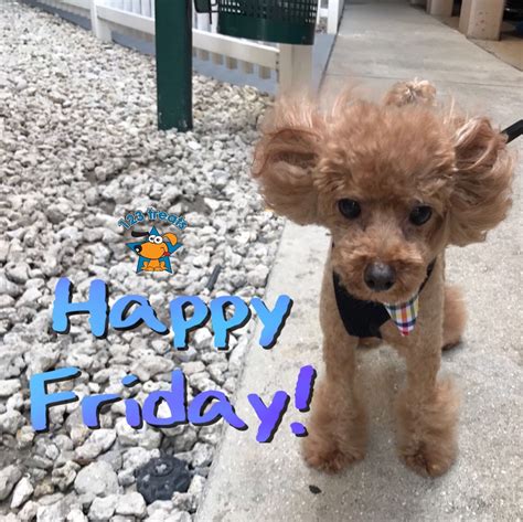 🐾🐶 ️good Morning And Happy Friday Everyone ️🐶🐾 With Images Dog