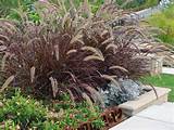 Landscaping Grasses Images