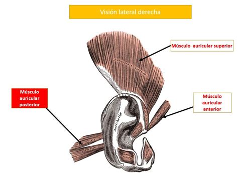 Músculo Auricular Posterior Dolopedia