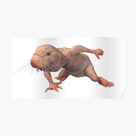 I Just Really Like Naked Moles Ok Funny Naked Mole Rat Poster For