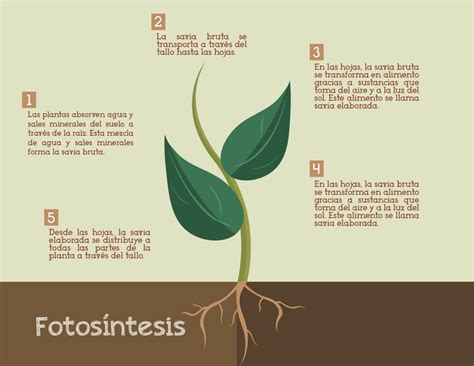 Proceso De La Fotosintesis Infografia By Artkast15 On Deviantart