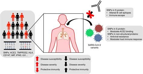 The Role Of Host Genetics In The Immune Response To Sars‐cov‐2 And