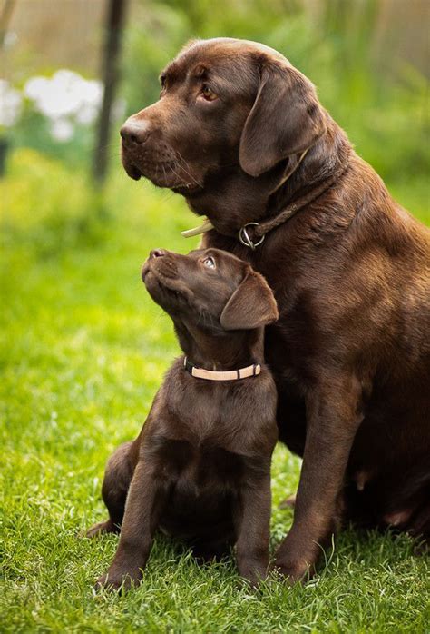 Wanted Male Chocolate Labrador Retriever Puppy