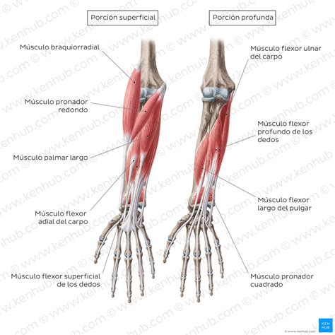 Codo Y Antebrazo Anatomía Músculos Huesos Del Antebrazo Kenhub