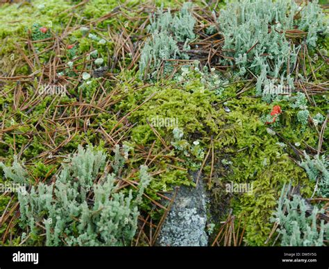 Mossy Ground With Lichen Stock Photo Alamy