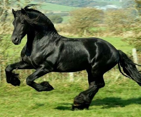 Black Beauty Horse Wallpaper Horse Breeds Cute Horse Pictures