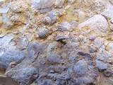 Fossils Grand Canyon Images