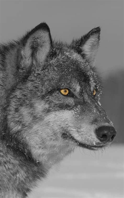 Greywolf Profile Wolf Spirit Animal Wolf Dog Wolf Pictures