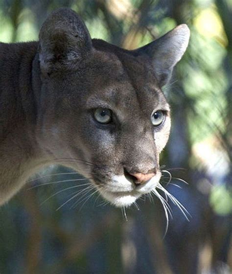 Florida has three mammals:animal:florida panther (felis concolor coryi)marine mammal: 50 State Animals | Florida panther, Animals, Animals beautiful