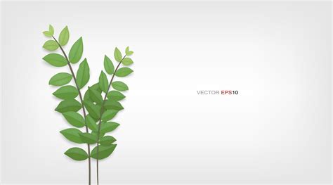 Green Leaves And Tree Branches 3107254 Vector Art At Vecteezy