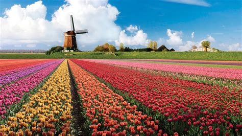Un Recorrido Virtual Por El Jardín De Tulipanes Más Grande Del Mundo
