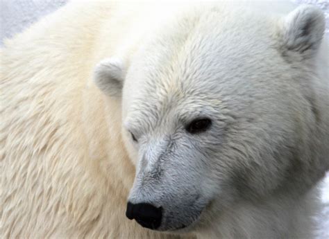 Heartbreaking Footage Of Starving Polar Bear On Iceless Land Shows